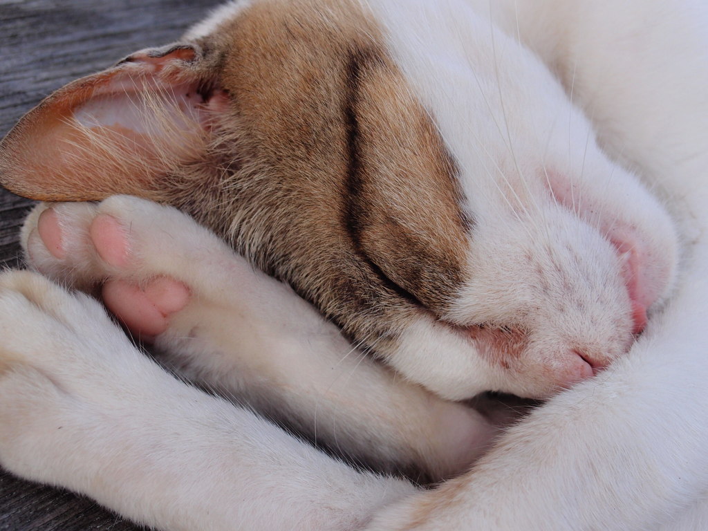 のらねこ７－熟睡