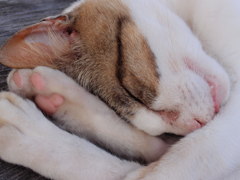 のらねこ７－熟睡
