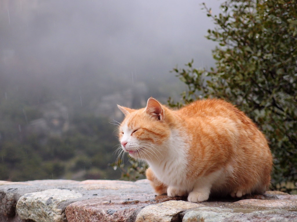 のらねこ４－たまには雨も