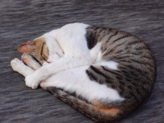のらねこ６－お行儀良く