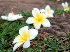 チャンパーの花