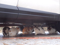 のらねこ５－雨宿り