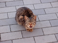 のらねこ２－なんかくれ！