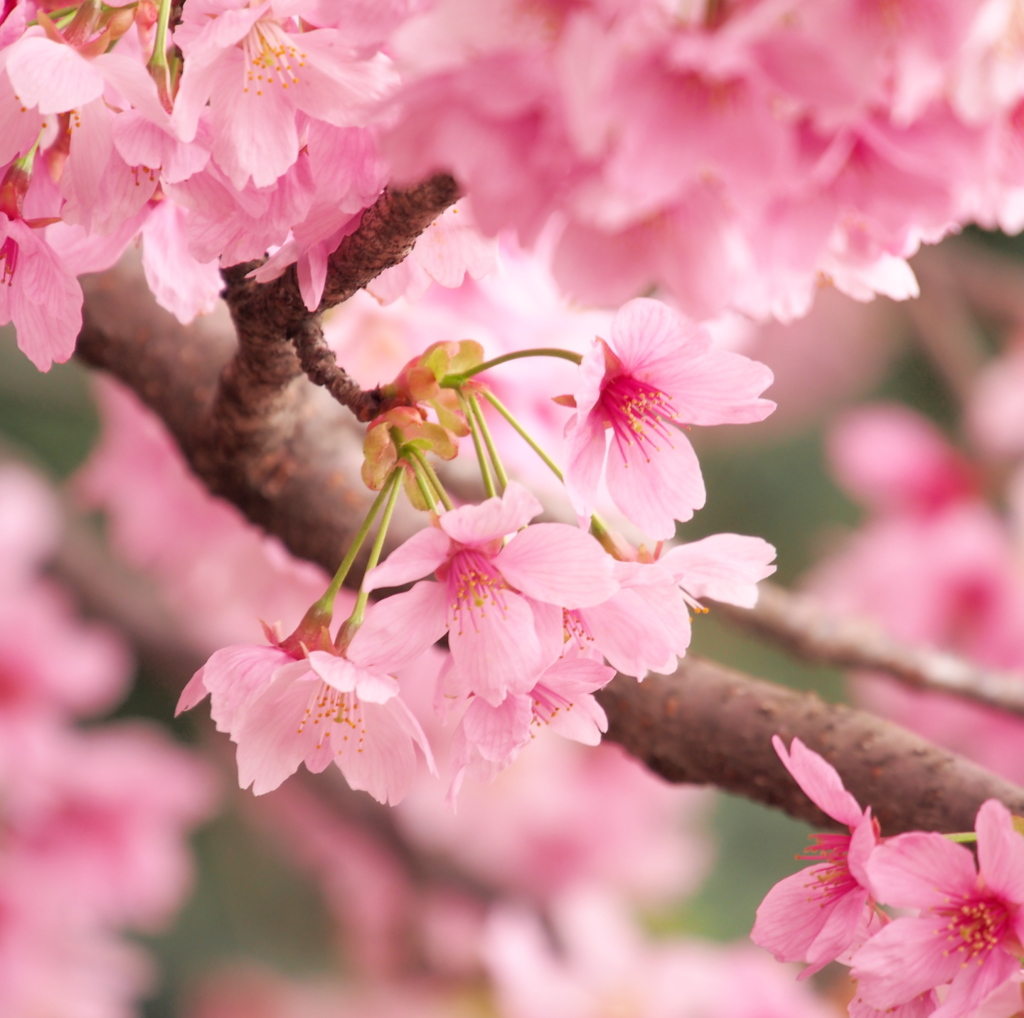 御苑の桜