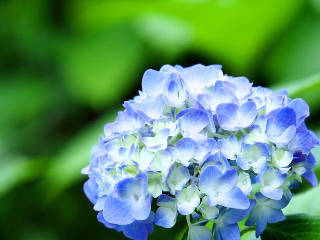 紫陽花で涼をとる