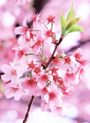 輝ける桜