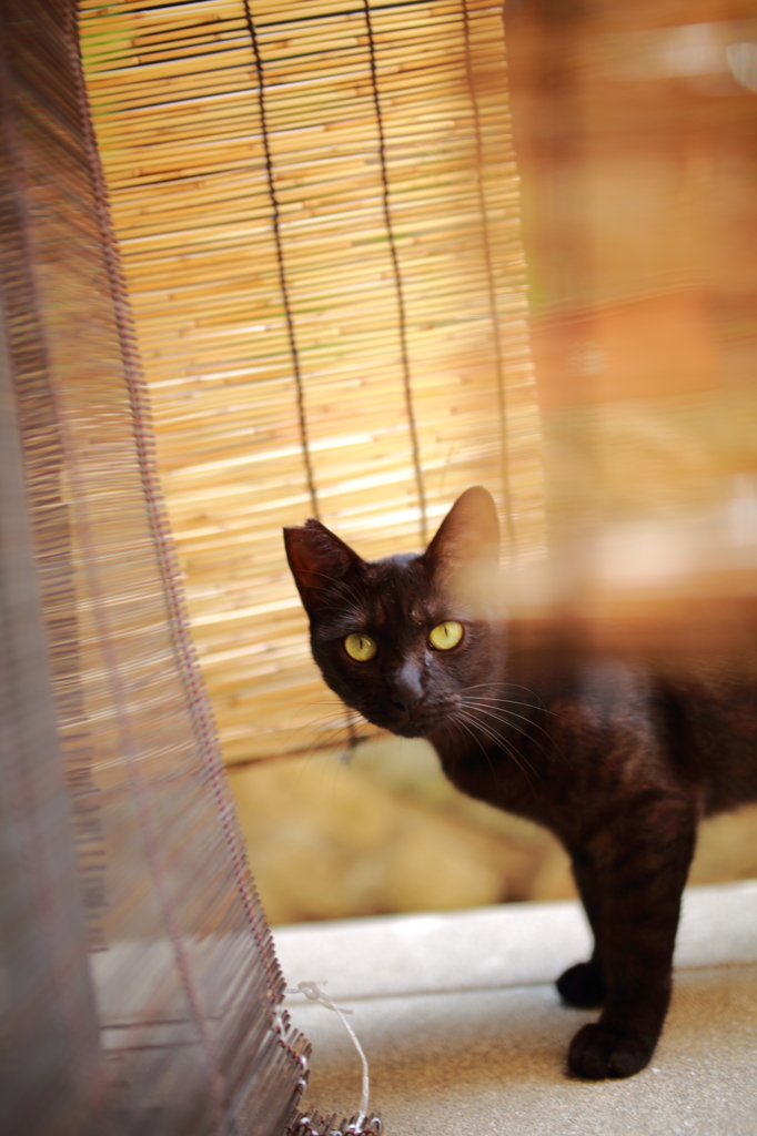 ねこ