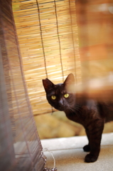ねこ