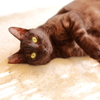 ねこ