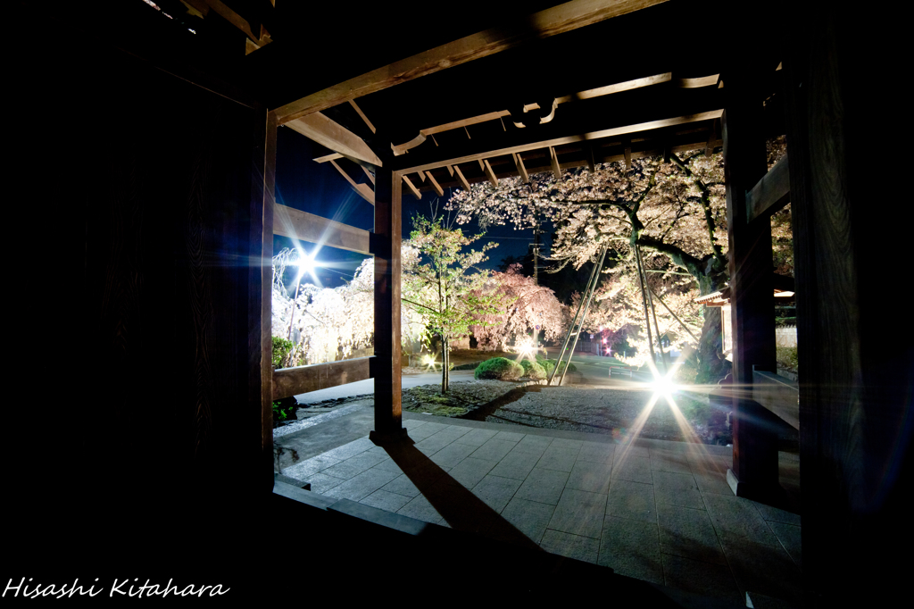 慈雲禅寺　桜ライトアップ④