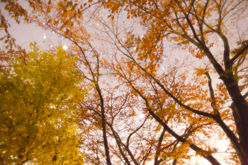 紅葉と星空