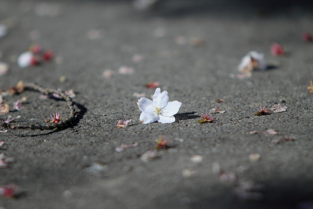 散った花びら