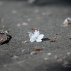 散った花びら