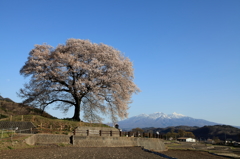 わに塚の桜と八ヶ岳　春ver~