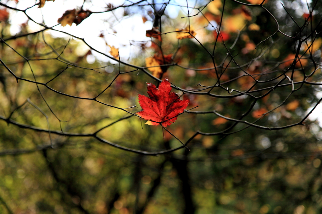 枝に引っかかった紅葉