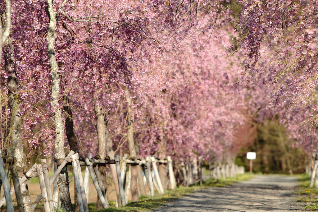 花の都公園の桜並木