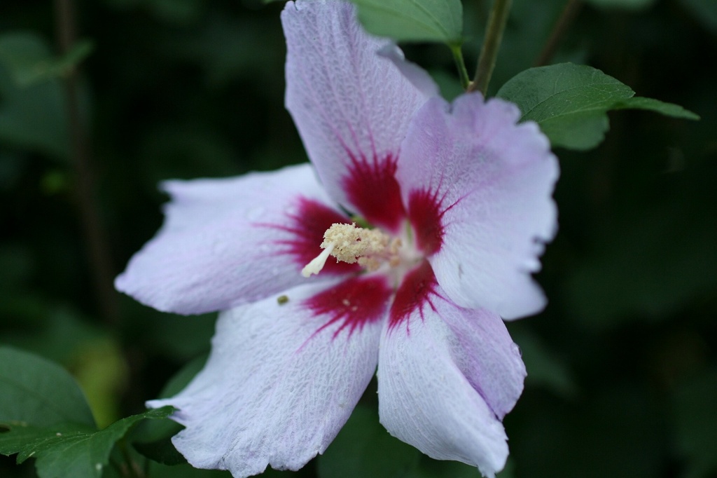 アメリカフヨウ！？