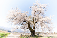 桜と中央アルプス