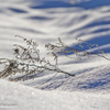雪原に咲く