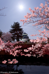 桜に囲まれた松本城