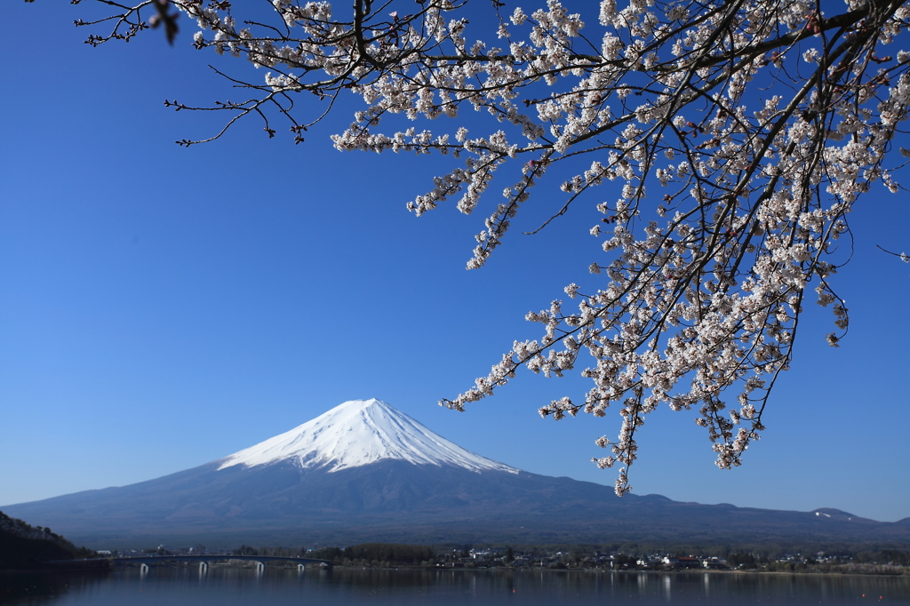 富士山と桜