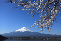 富士山と桜