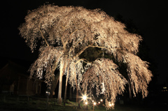 船魂神社の桜ライトアップ