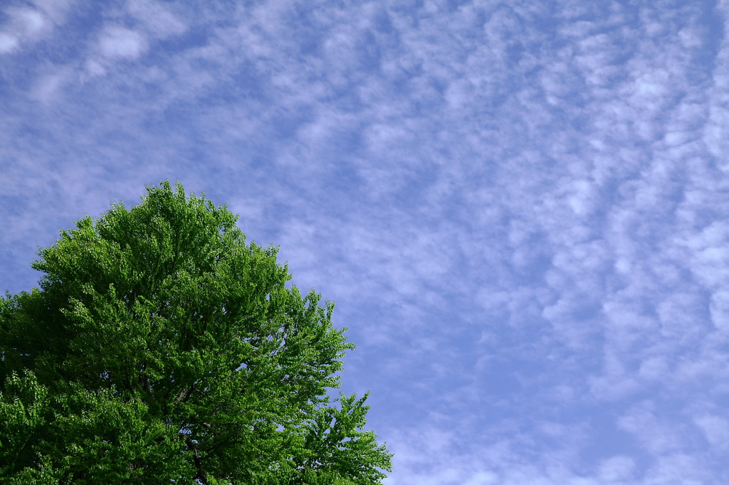 木と青空と雲