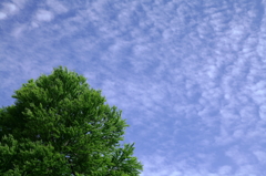 木と青空と雲