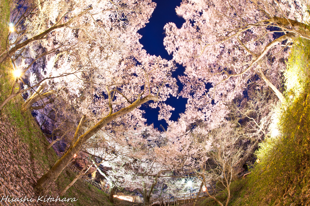 頭上の高遠コヒガン桜②