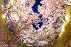 頭上の高遠コヒガン桜②