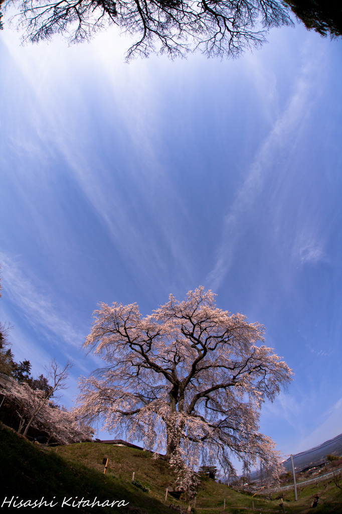 麻績の里 石塚桜②