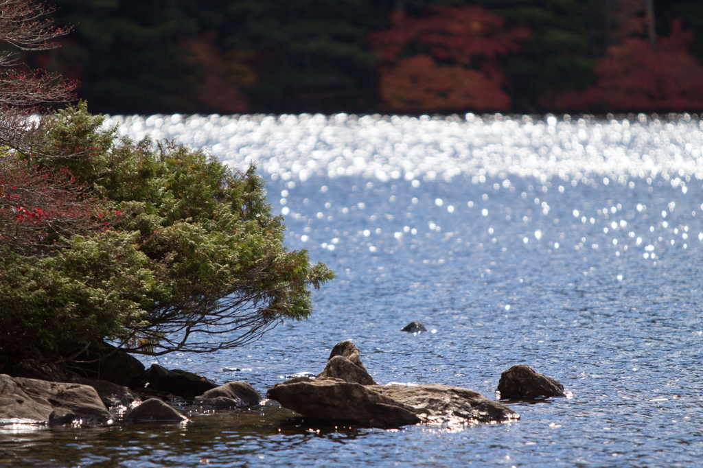 池面の玉ボケ