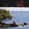 池面の玉ボケ