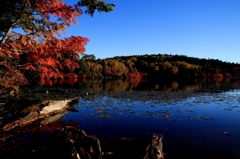 白駒池と紅葉
