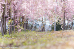 しだれ桜②