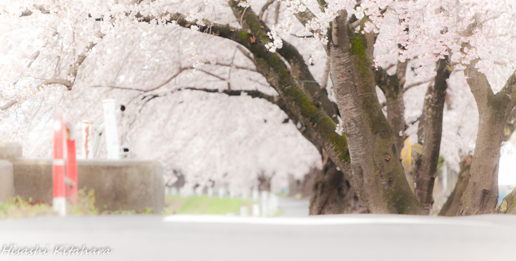 桜並木