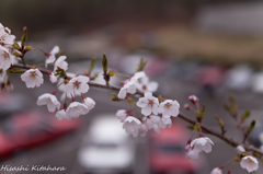 桜越しのスカイライン