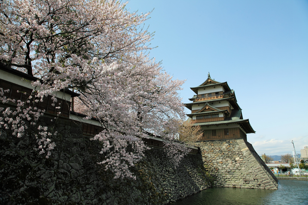 高島城と桜