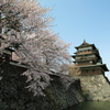 高島城と桜