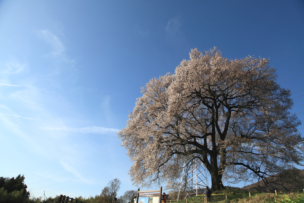 飛行機雲とわに塚の桜
