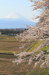 韮崎市からの富士山と桜