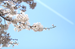 桜と飛行機雲