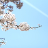 桜と飛行機雲