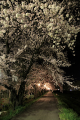 横河川沿いの桜ライトアップ