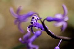紫の花