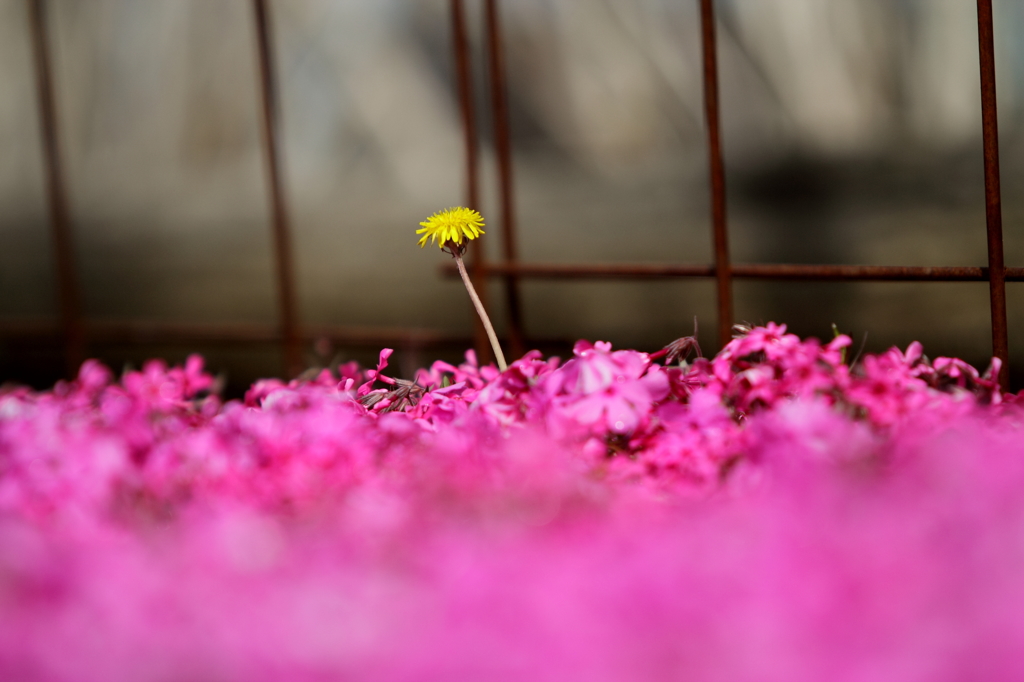 芝桜の中に１本咲くたんぽぽ