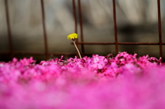 芝桜の中に１本咲くたんぽぽ