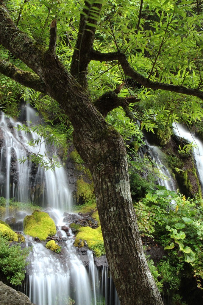 木と吐竜の滝