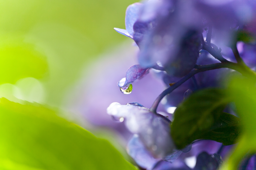 雫に映る紫陽花